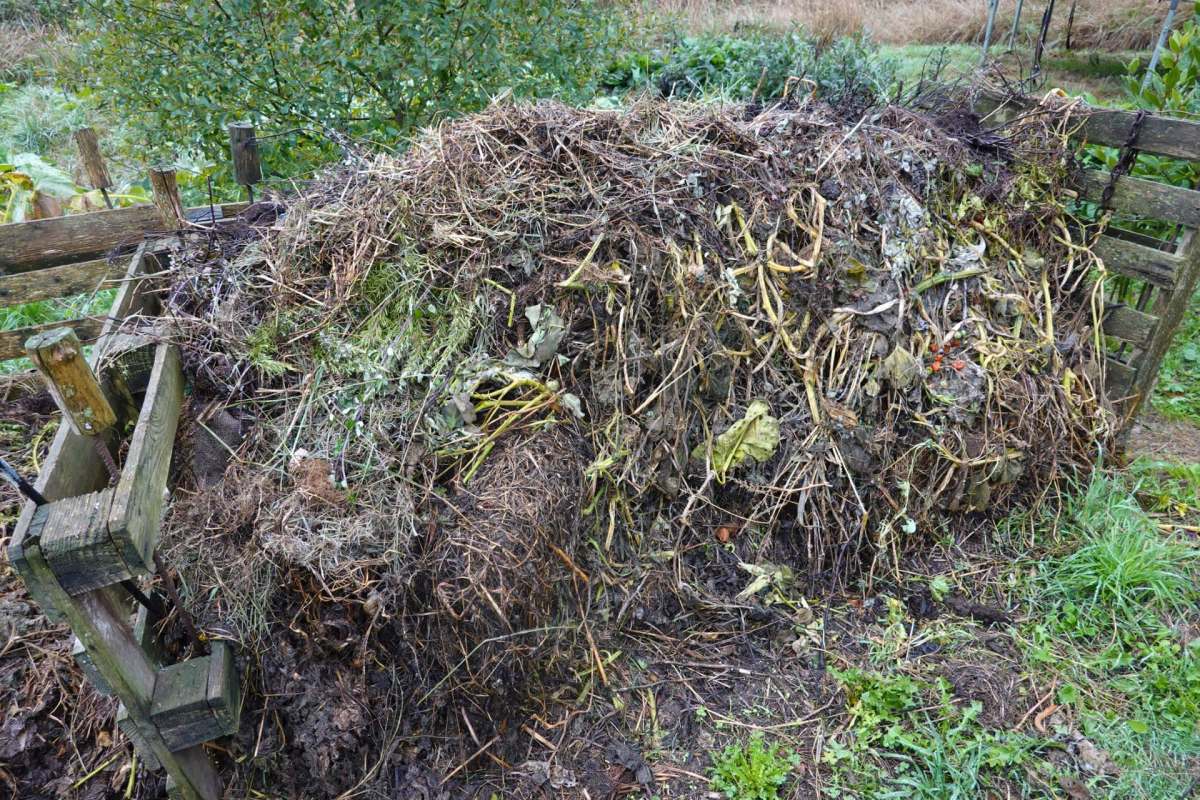 A compost pile made of various organic materials and surrounded by grass and wooden fencing.