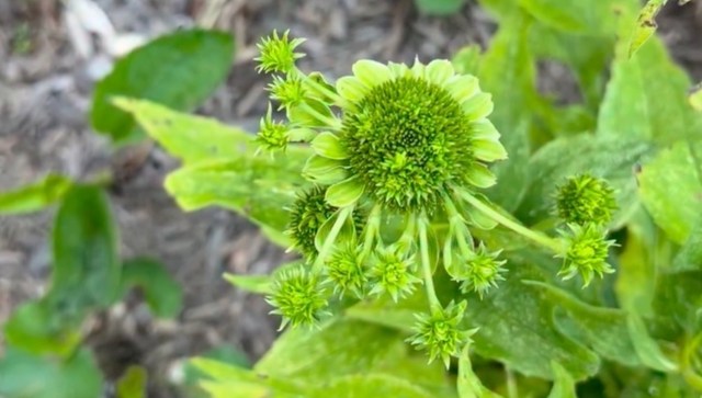 A cluster of green flowering buds on a leafy plant.