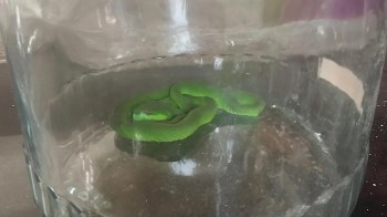 A green snake curled up inside a glass container.