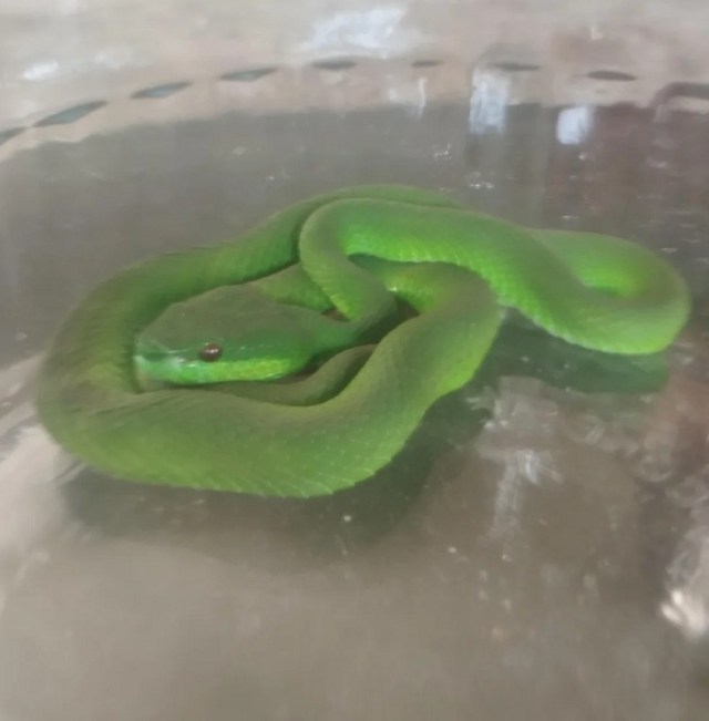 A green snake curled up inside a glass container.