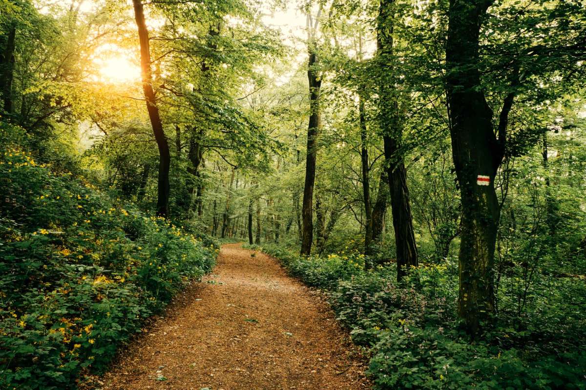 A trail through the woods.