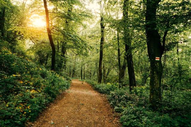 A trail through the woods.