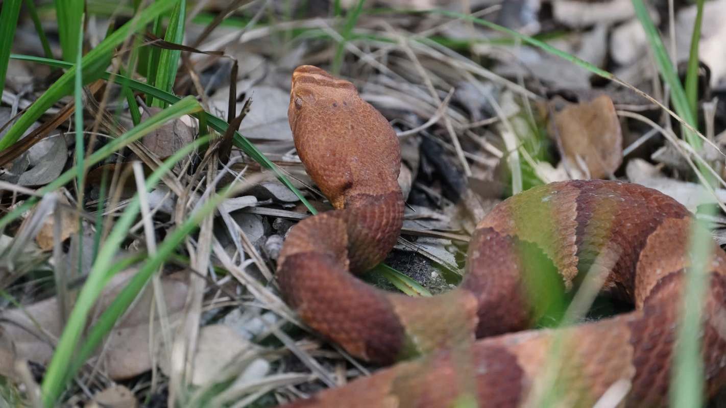 A snake with a patterned body moves through grass and leaves on the ground.