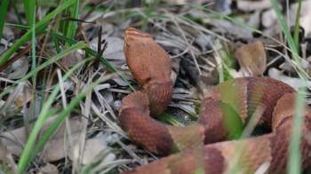 A snake with a patterned body moves through grass and leaves on the ground.