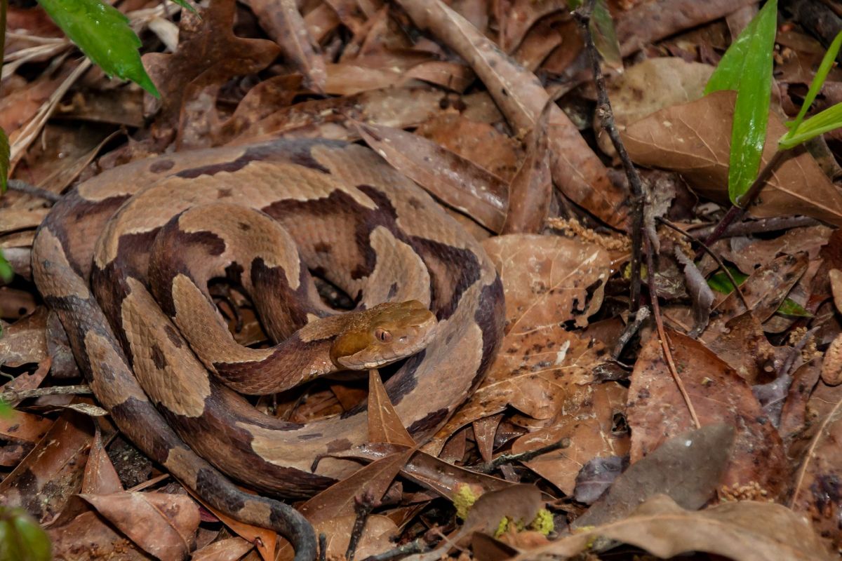 A copperhead blending in with leaves.