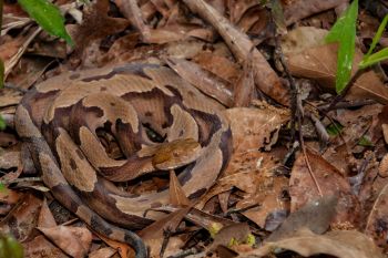 A copperhead blending in with leaves.