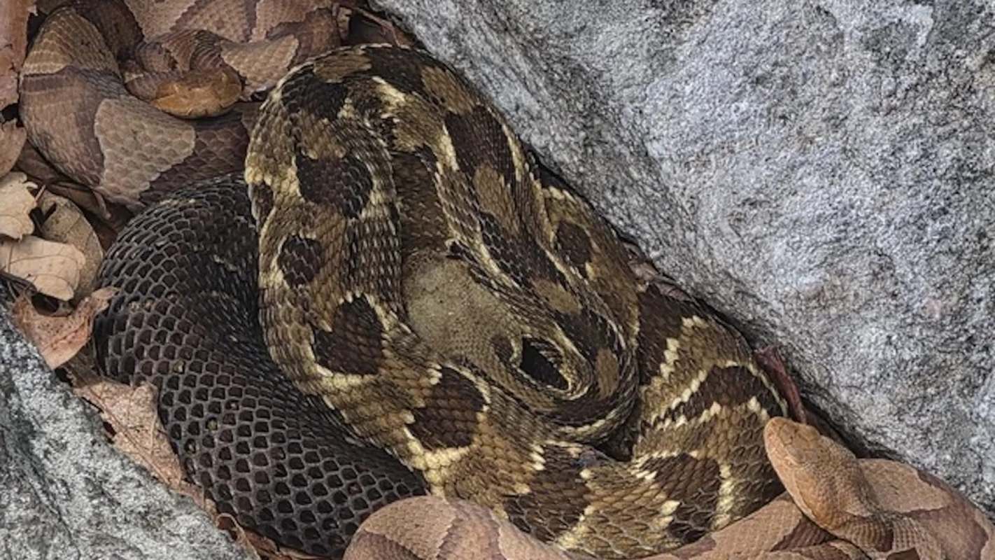 A coiled snake resting among leaves and rocks.