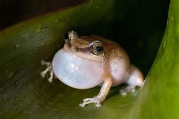 A frog with a swollen throat sits on a green leaf.