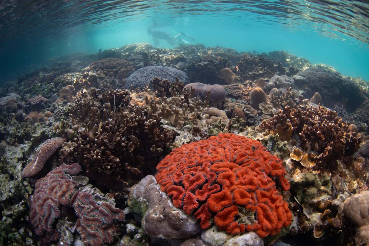 A vibrant coral reef with various species of coral and a diver in the background.