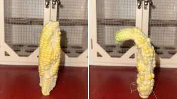 Two ears of corn with irregular shapes displayed on a table with a wooden background.