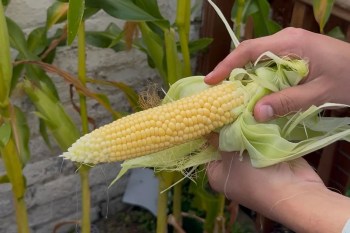 A person removing the husk from corn.