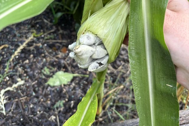 An ear of corn coming out of its husk.