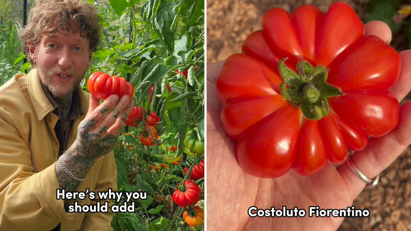 A person holds a large, ridged red tomato in a garden filled with green plants.
