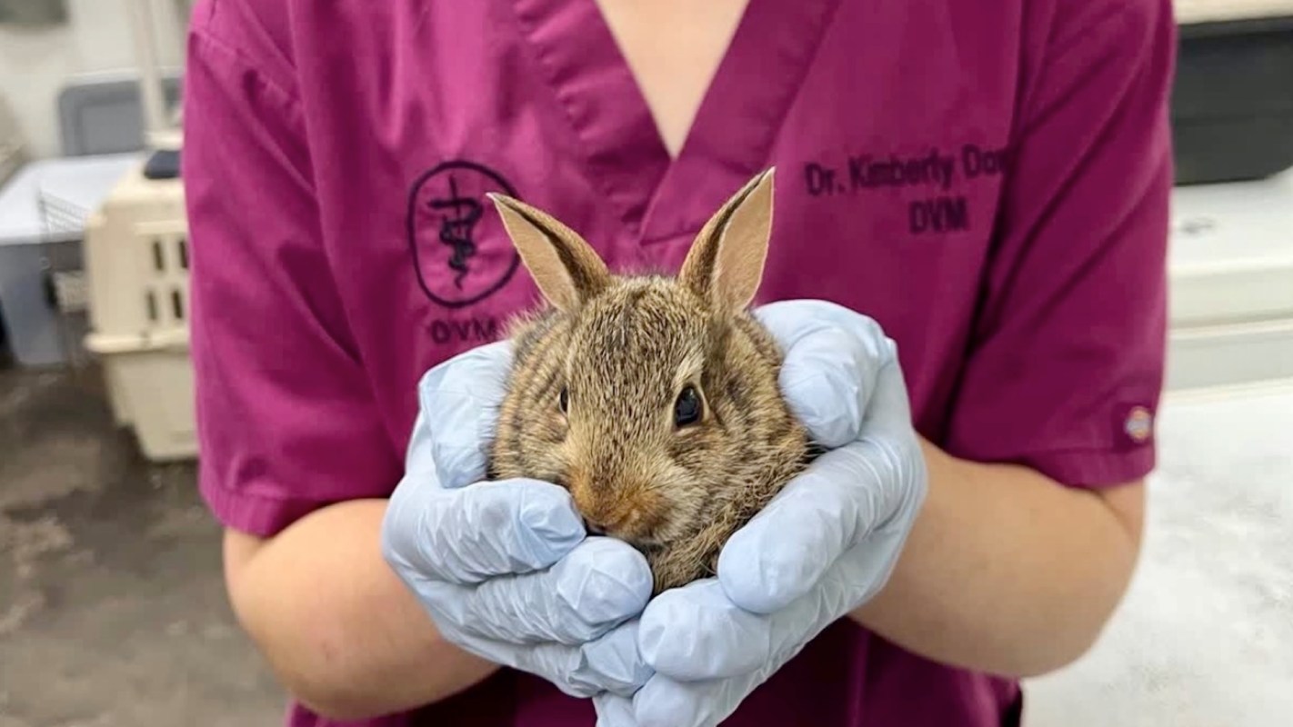 A veterinarian holding a rescued cottontail.