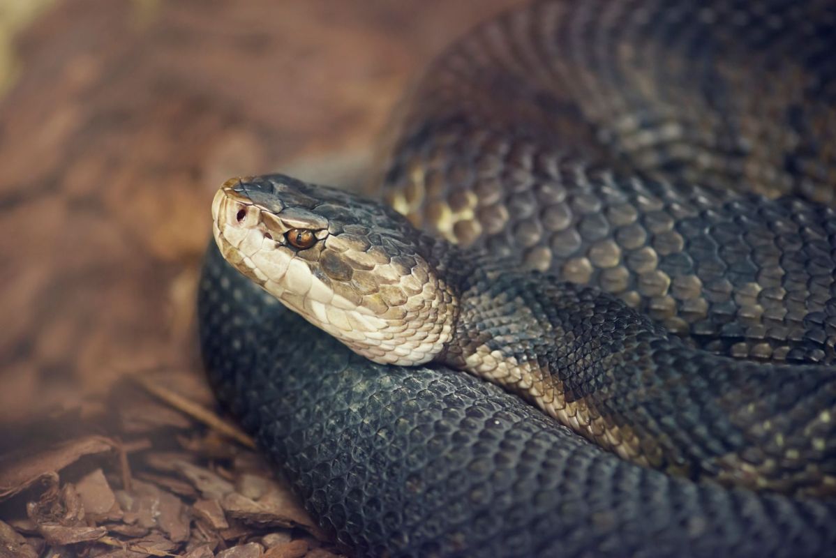 A Florida cottonmouth.