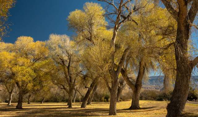 A grove of cottonwood trees.
