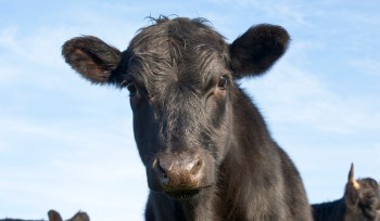 A black cow stands in a field with a clear blue sky in the background.