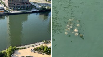 An aerial view of a river with a building and visible stingrays swimming beneath the surface.
