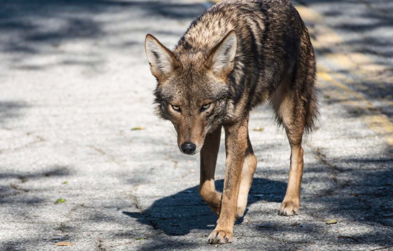 A coyote walking along an asphalt road.