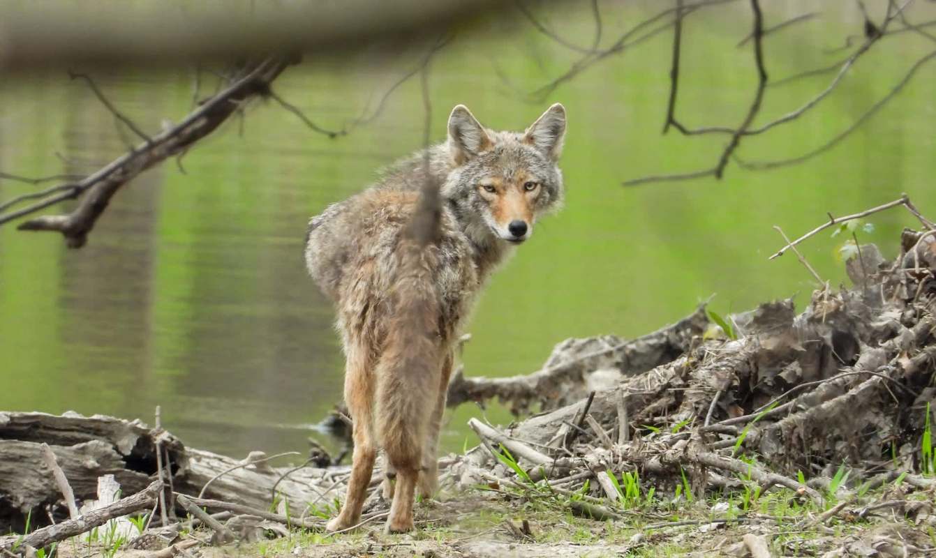 A coyote stands near a riverbank surrounded by fallen branches and greenery.