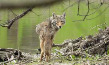 A coyote stands near a riverbank surrounded by fallen branches and greenery.