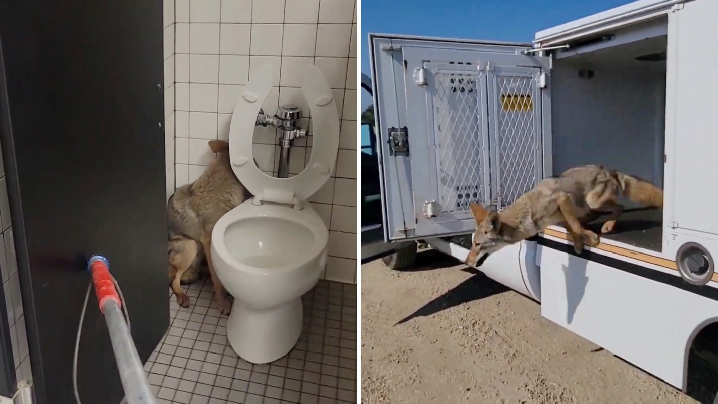 A coyote is positioned near a toilet in a restroom and later seen jumping out of a vehicle in a desert area.