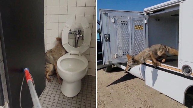 A coyote is positioned near a toilet in a restroom and later seen jumping out of a vehicle in a desert area.