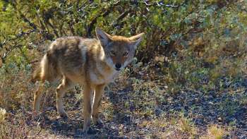 A coyote.