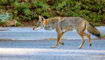A coyote walks along a paved road with greenery in the background.
