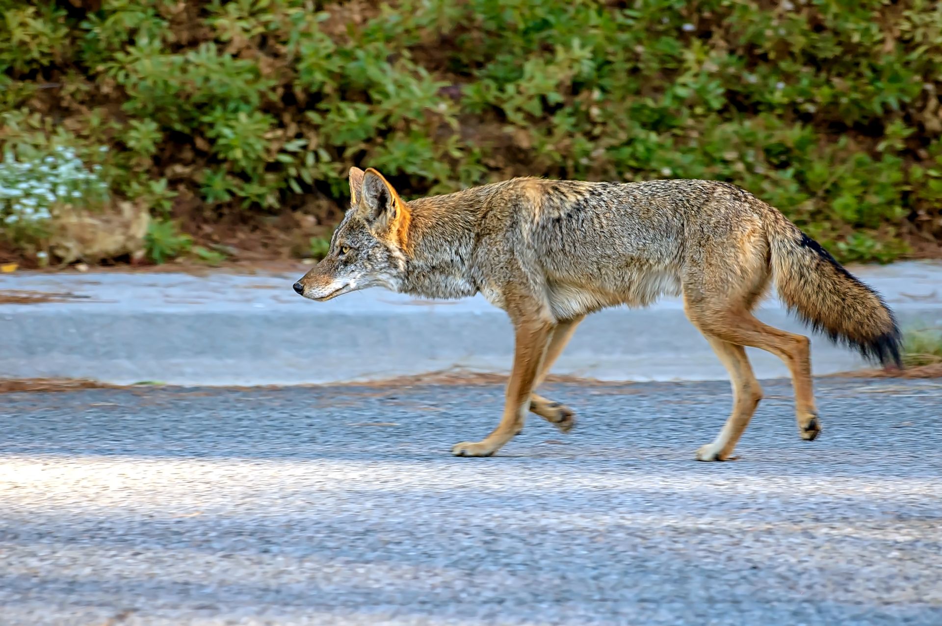 California neighbors alarmed as coyotes take over abandoned building dubbed the 'coyote condo'