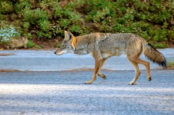A coyote walking down a street.