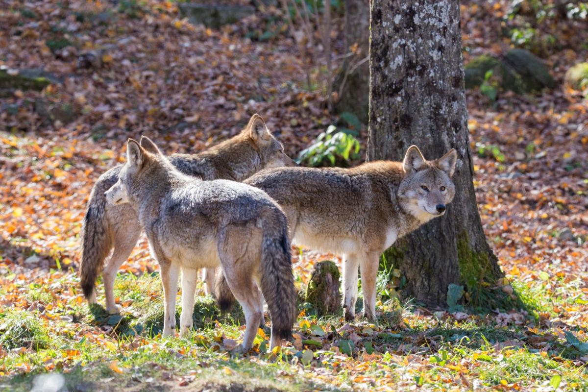 Three coyotes.