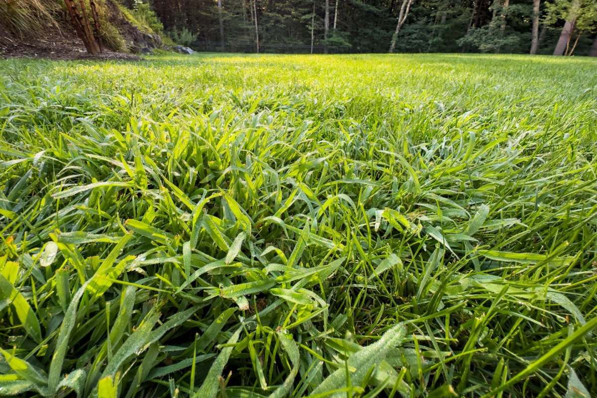 A lawn of crabgrass.