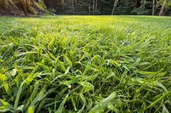 A lawn of crabgrass.
