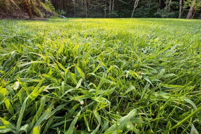 A lawn of crabgrass.