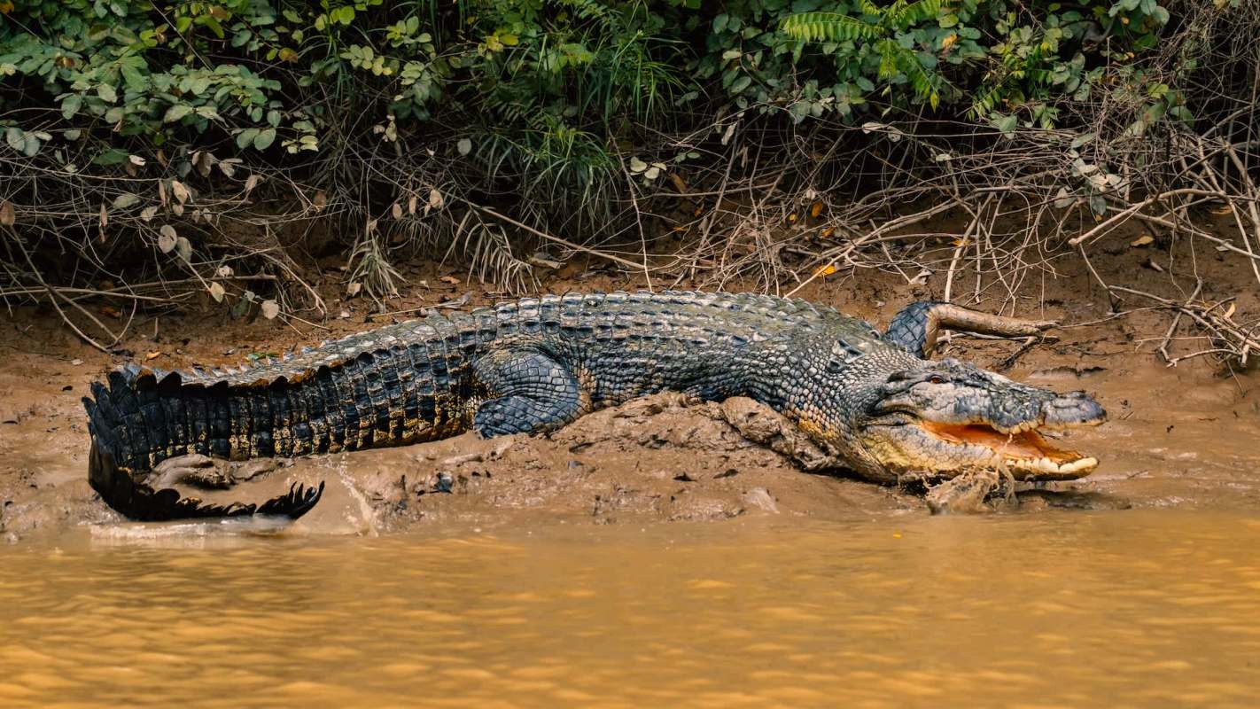 A crocodile rests on the shore of a muddy riverbank surrounded by vegetation.