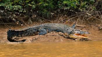 A crocodile rests on the shore of a muddy riverbank surrounded by vegetation.