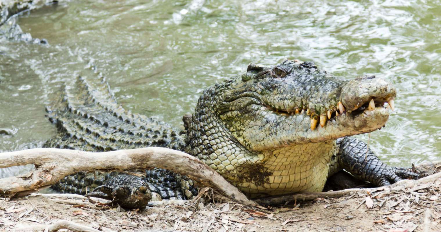 A crocodile resting on the riverbank near the water.