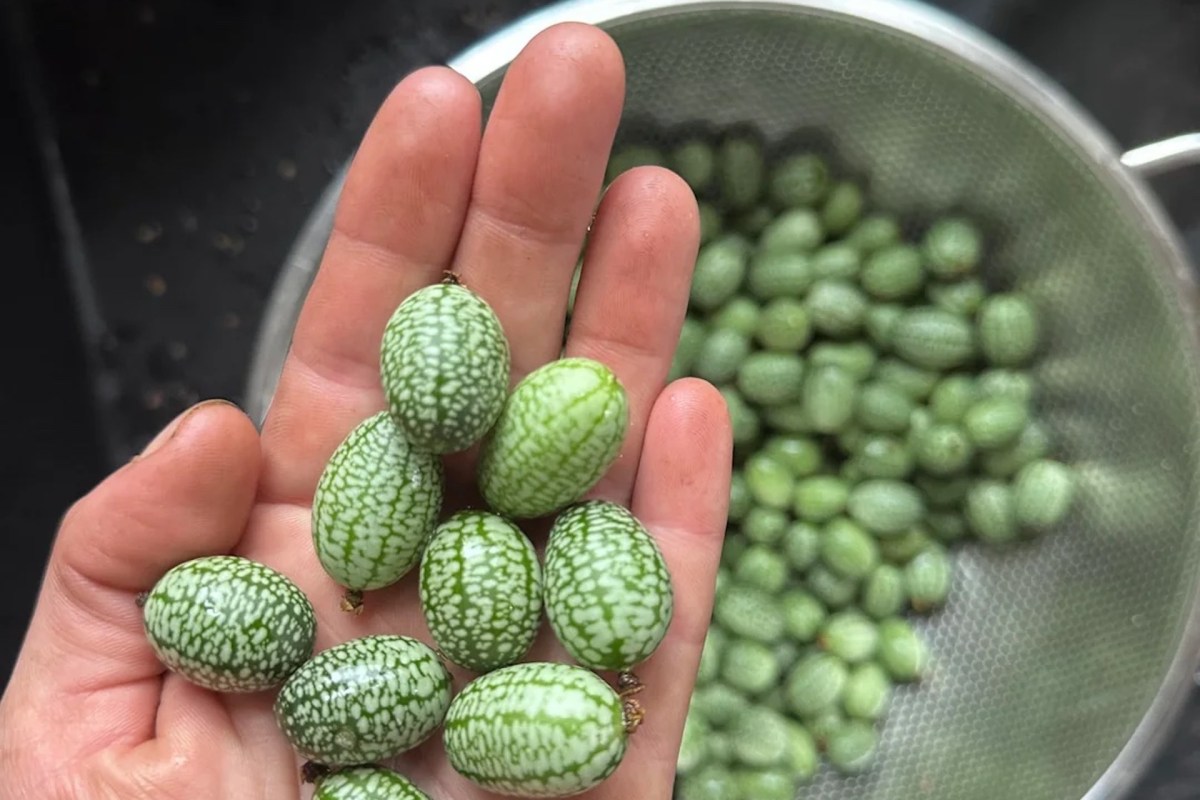 A handful of Mexican sour gherkins.