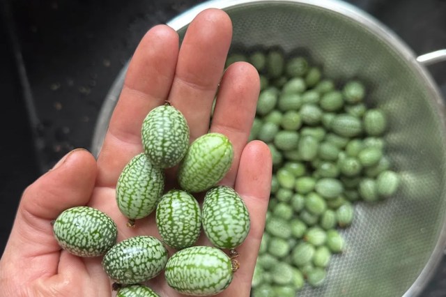 A handful of Mexican sour gherkins.