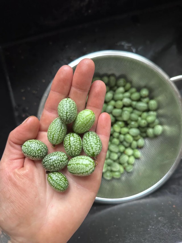A handful of Mexican sour gherkins. 