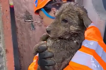 A worker in an orange safety vest holds a muddy dog while standing near a wall.