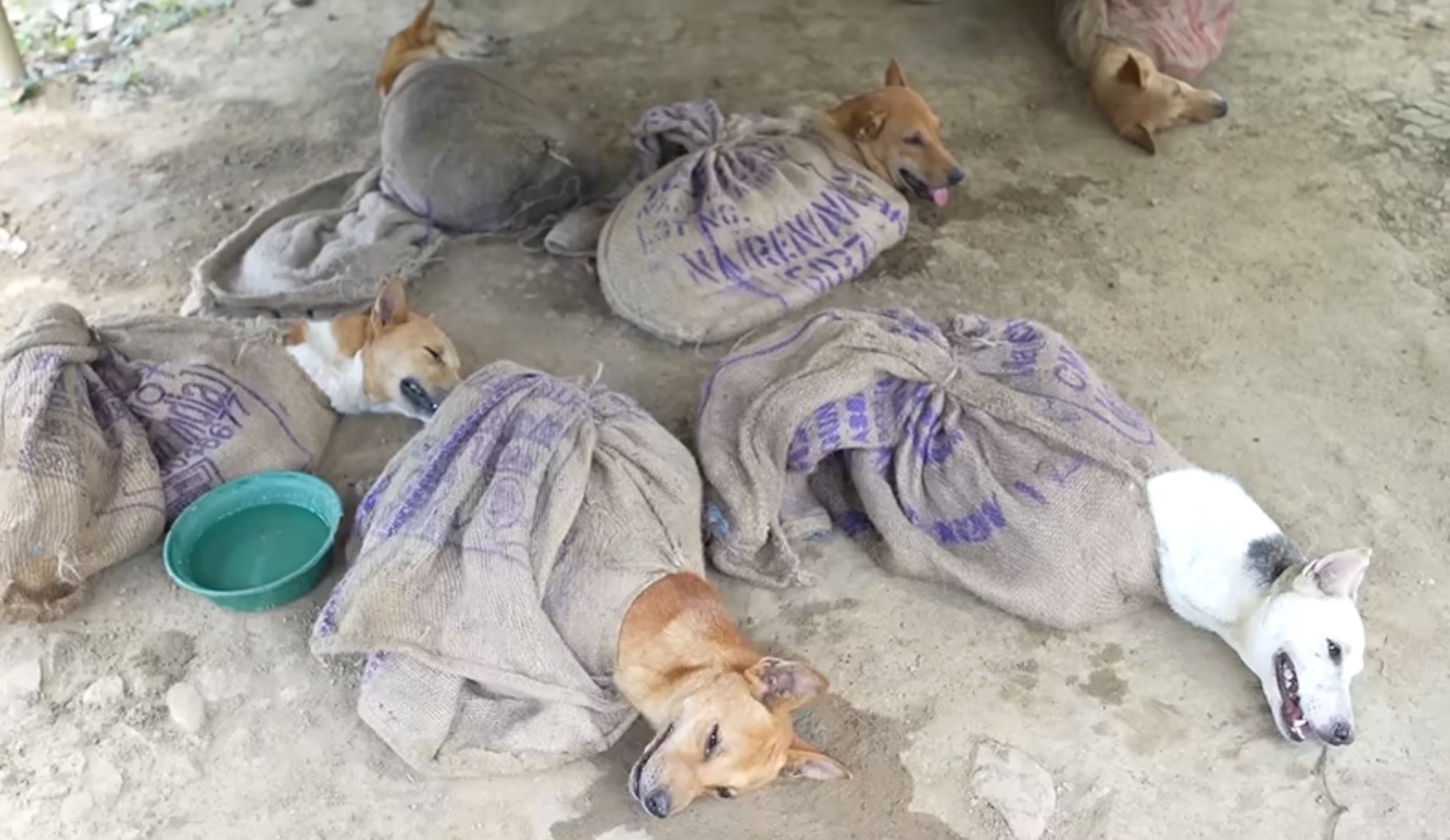 Several dogs wrapped in burlap sacks resting on a dirt surface, with a green bowl nearby.