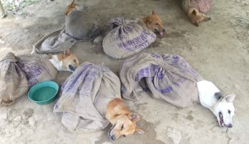 Several dogs wrapped in burlap sacks resting on a dirt surface, with a green bowl nearby.
