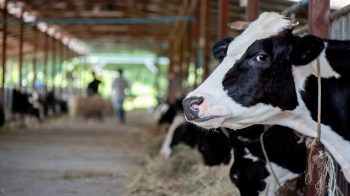 A cow in a barn with other cows and a person in the background.