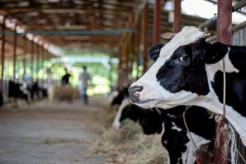 Cows feeding in a barn on a dairy farm.