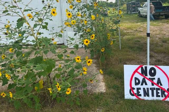 Sunflowers grow beside a sign reading "NO DATA CENTER" in a grassy area.