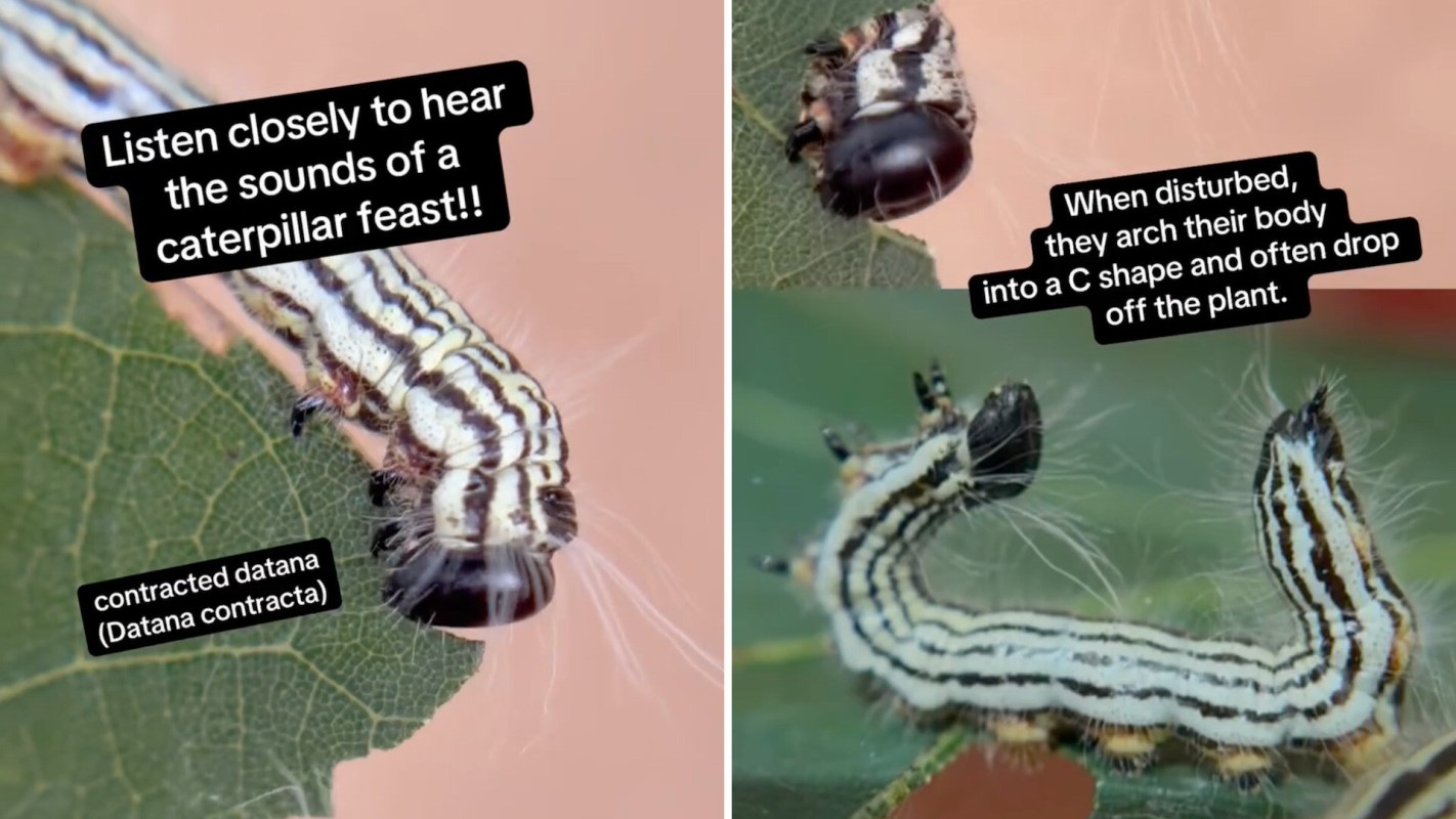 Two caterpillars on a leaf.