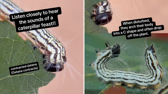 Two caterpillars on a leaf.