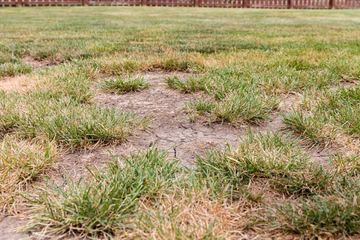 A patch of dead grass.